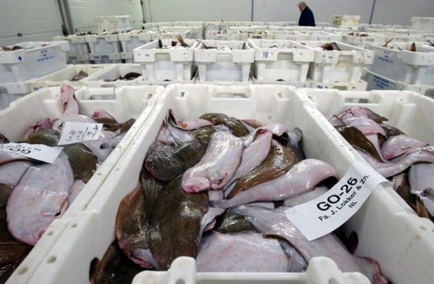 Aanlandplicht kost kottersector miljoenen Cavalier & Blue Marlin Sport Fishing Gran Canaria