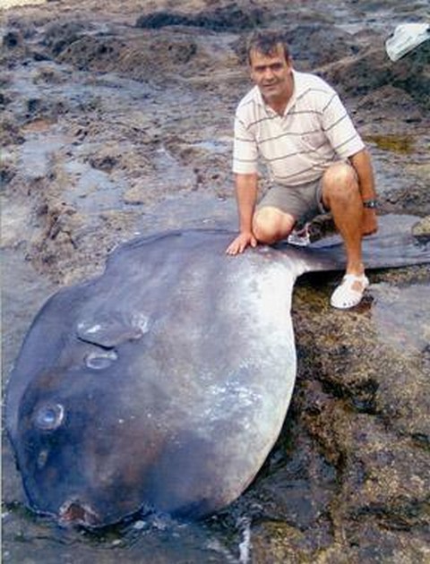 600 kilos Ocean Sunfish caught in Gran Canaria - Cavalier & Blue