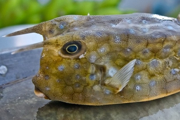 Vreemde vis is een Lang Hoorn Koffervis Cavalier & Blue Marlin Sport Fishing Gran Canaria