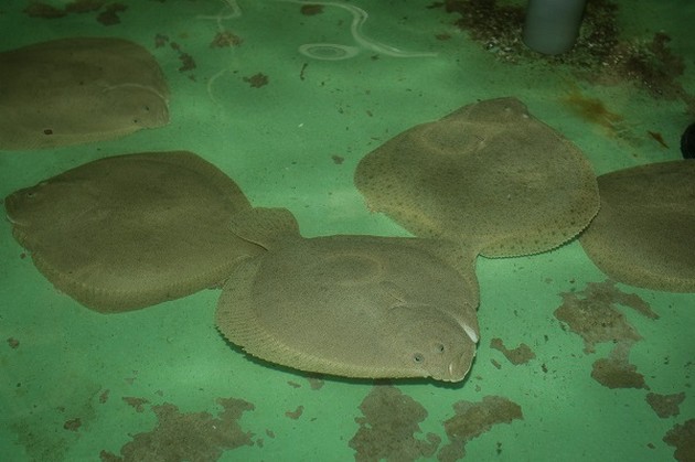 Meer beweging goed voor kweekvis Cavalier & Blue Marlin Sport Fishing Gran Canaria