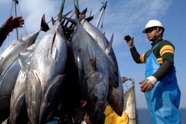 Pacific nations standing up against tuna fishing giants Cavalier & Blue Marlin Sport Fishing Gran Canaria