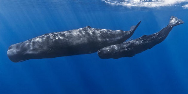 Zon beschadigt de huid van walvissen Cavalier & Blue Marlin Sport Fishing Gran Canaria