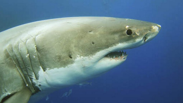 Surfer wordt aangevallen door haai. Cavalier & Blue Marlin Sport Fishing Gran Canaria