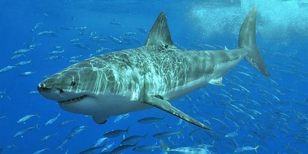 U heeft meer gemeen met een haai dan u denkt Cavalier & Blue Marlin Sport Fishing Gran Canaria