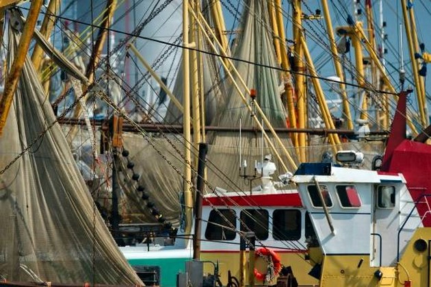 Vis teruggooien wordt strafbaar Cavalier & Blue Marlin Sport Fishing Gran Canaria