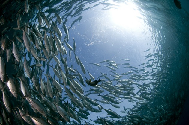 Hur simmar fisk i skolor? Cavalier & Blue Marlin Sport Fishing Gran Canaria