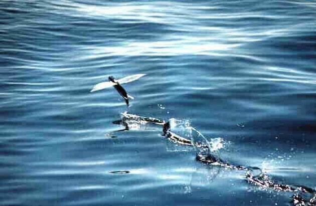 Magere visweek Cavalier & Blue Marlin Sport Fishing Gran Canaria