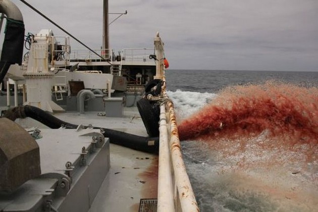 Moroccan fish trawlers dumping tons of dead fish Cavalier & Blue Marlin Sport Fishing Gran Canaria