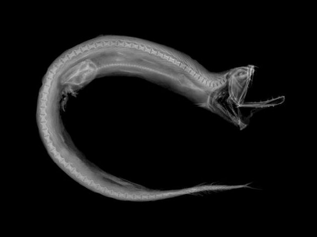 Museum of Nature-utställningen avslöjar fiskens röntgenstrålar och vetenskap Cavalier & Blue Marlin Sport Fishing Gran Canaria