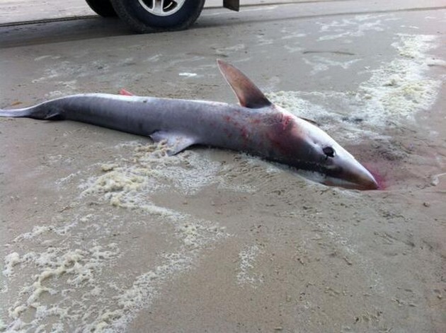 Haai op Terschellinger strand Cavalier & Blue Marlin Sport Fishing Gran Canaria