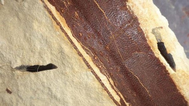 Vis van 66 miljoen jaar oud gevonden Cavalier & Blue Marlin Sport Fishing Gran Canaria