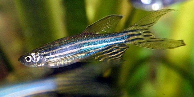 Gestreste vis wordt kalmer door ‘aanraking’ Cavalier & Blue Marlin Sport Fishing Gran Canaria