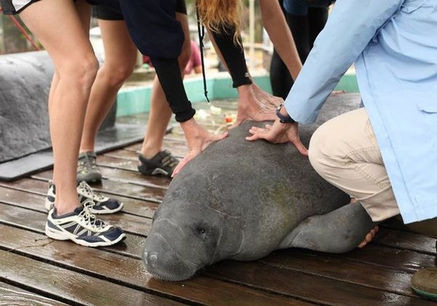 Number of annual manatee deaths top 800 for first time on record Cavalier & Blue Marlin Sport Fishing Gran Canaria