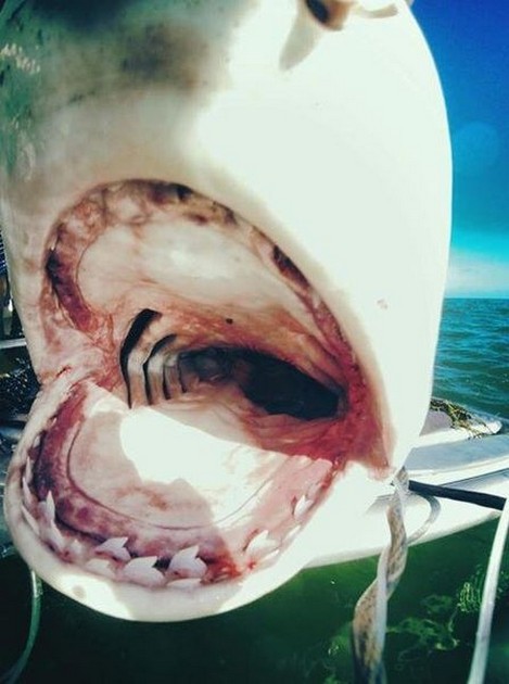 A Tiger Shark Was Photographed With Its Mouth Wide Open Cavalier & Blue Marlin Sport Fishing Gran Canaria