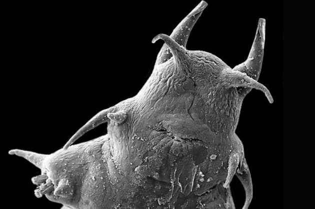 Scientists find four new species of sea creature Cavalier & Blue Marlin Sport Fishing Gran Canaria