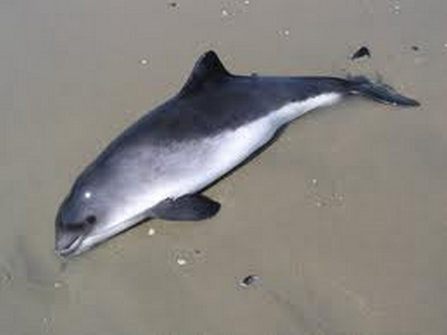 Recordaantal Bruinvissen dood aangespoeld in 2013 Cavalier & Blue Marlin Sport Fishing Gran Canaria