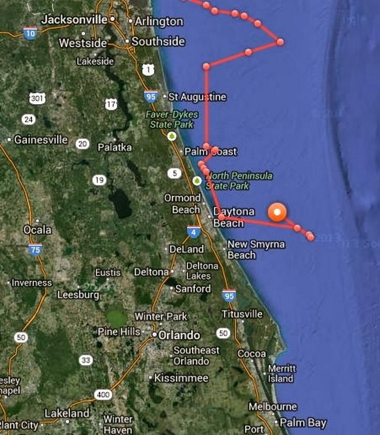 Great White Shark Remains Off Daytona Beach Coast Cavalier & Blue Marlin Sport Fishing Gran Canaria