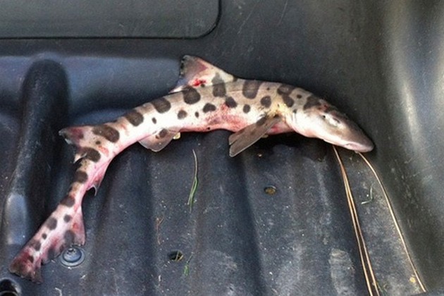 Haai valt uit de lucht bovenop de golfbaan Cavalier & Blue Marlin Sport Fishing Gran Canaria