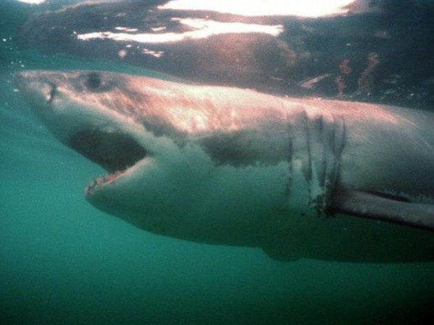 Nederlandse app waarschuwt voor haaien Cavalier & Blue Marlin Sport Fishing Gran Canaria