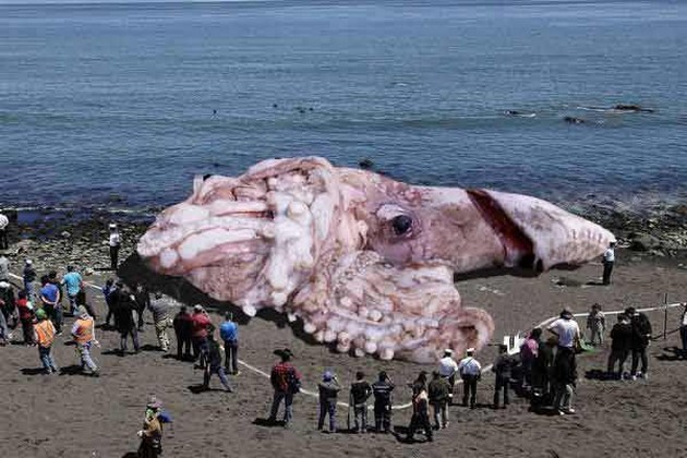 Second Giant Sea Creature Washes Ashore Along Santa Monica Coastline Cavalier & Blue Marlin Sport Fishing Gran Canaria