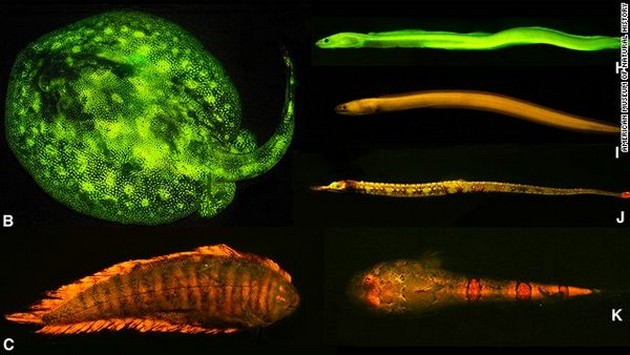 Från blått till grönt, rött eller orange: Fisk sätter nytt ljus Cavalier & Blue Marlin Sport Fishing Gran Canaria