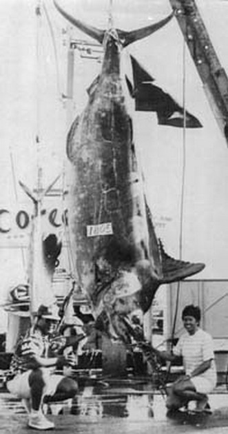 Blue Marlin with a weight of 1805 lbs Cavalier & Blue Marlin Sport Fishing Gran Canaria