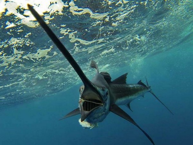 Schitterende onderwater foto Cavalier & Blue Marlin Sport Fishing Gran Canaria