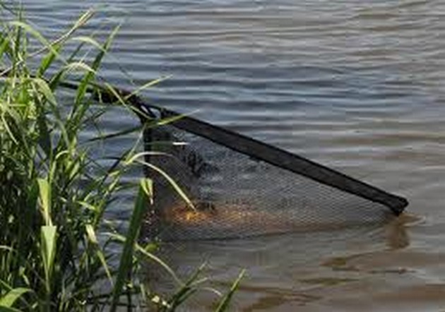 Onderzoek naar vissterfte in Veenendaal Cavalier & Blue Marlin Sport Fishing Gran Canaria