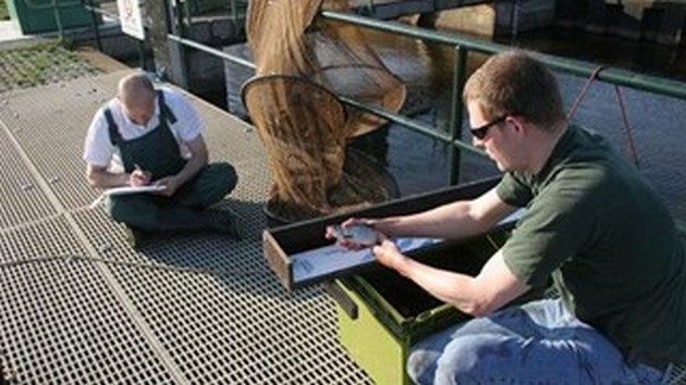 11.000 VISSEN GEBRUIKEN VISPASSAGES SALLAND Cavalier & Blue Marlin Sport Fishing Gran Canaria