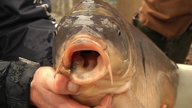 Toch nog vis in vijver Veenendaal Cavalier & Blue Marlin Sport Fishing Gran Canaria