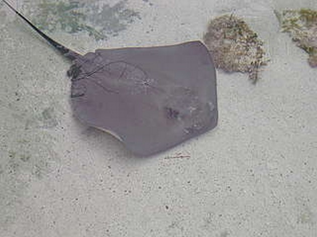 Maatse rog massaal overboord Cavalier & Blue Marlin Sport Fishing Gran Canaria