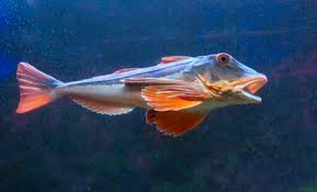 Onbekende soorten vis nog meer in markt zetten" Cavalier & Blue Marlin Sport Fishing Gran Canaria