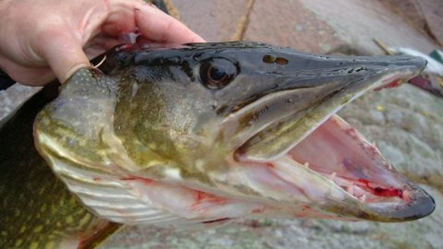 Visstand in Veenendaalse vijvers onderzocht Cavalier & Blue Marlin Sport Fishing Gran Canaria