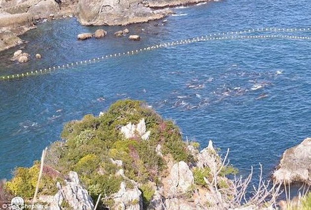 Albino-dolfijn met 250 andere gevangen in Japanse baai Cavalier & Blue Marlin Sport Fishing Gran Canaria