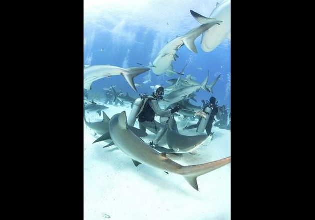 Haai keurt hap Cavalier & Blue Marlin Sport Fishing Gran Canaria