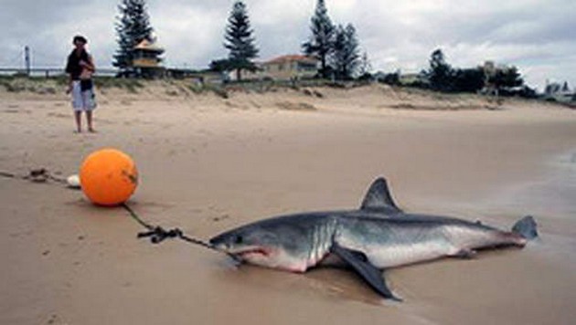 Australia Will Employ Shark `Kill` Zones To Reduce Attacks On Swimmers Cavalier & Blue Marlin Sport Fishing Gran Canaria