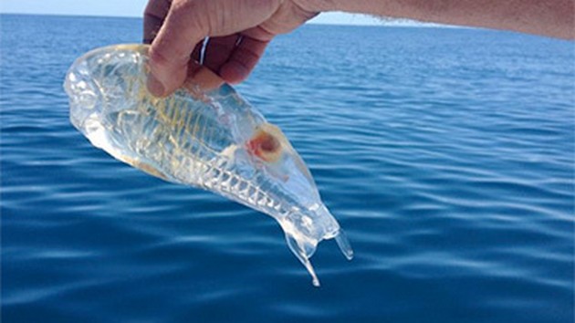 Bizarre see-through fish Cavalier & Blue Marlin Sport Fishing Gran Canaria