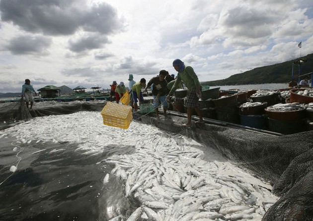 Tons of Fish Found Dead in Philippines Cavalier & Blue Marlin Sport Fishing Gran Canaria
