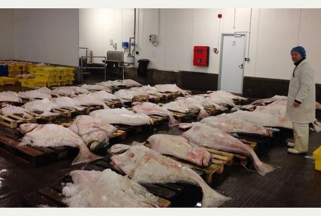 Hali-lujah! Platt fisk Cavalier & Blue Marlin Sport Fishing Gran Canaria