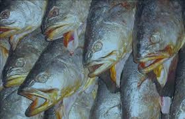 12 jarige jongeman stal 35 kilo vis van buurman Cavalier & Blue Marlin Sport Fishing Gran Canaria