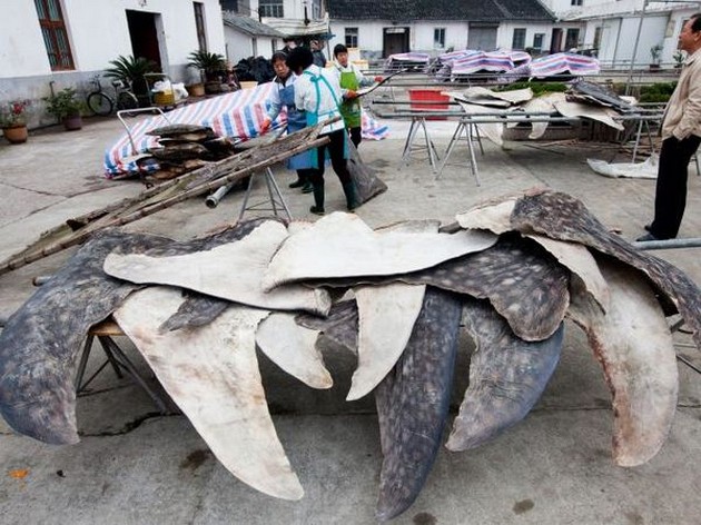 Inuti världens största hajslagteri Cavalier & Blue Marlin Sport Fishing Gran Canaria