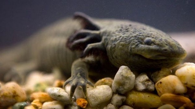 Mexikos vandringsfisk med utrotningsrisk Cavalier & Blue Marlin Sport Fishing Gran Canaria