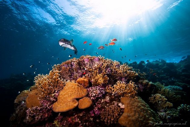 De vis en de zee. Wat is ermee ? Cavalier & Blue Marlin Sport Fishing Gran Canaria