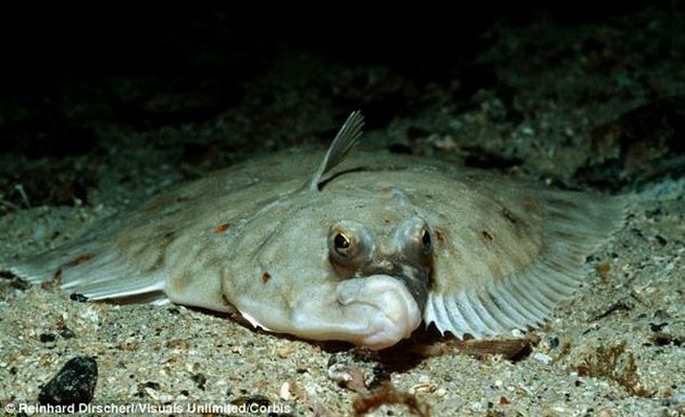 Is global warming causing fish to SHRINK? Cavalier & Blue Marlin Sport Fishing Gran Canaria