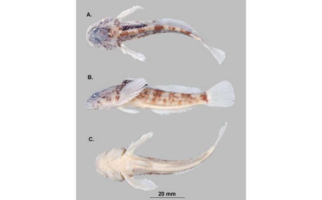 New species of ugly, big-headed fish found Cavalier & Blue Marlin Sport Fishing Gran Canaria
