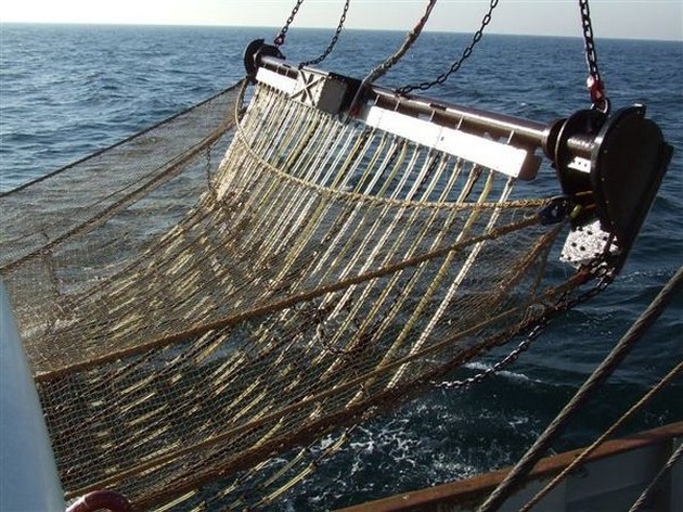 Brussel legt opjagen vis met stroomstoot aan banden Cavalier & Blue Marlin Sport Fishing Gran Canaria