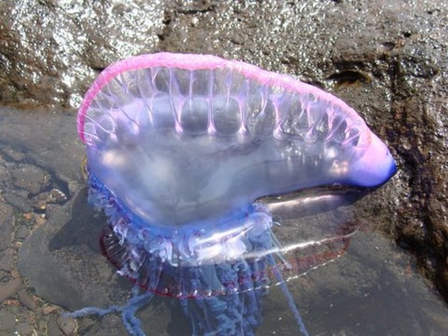 Portugees Oorlogsschip Cavalier & Blue Marlin Sport Fishing Gran Canaria