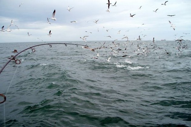 1 Groot Oog en 2 Albacores Tonijnen Cavalier & Blue Marlin Sport Fishing Gran Canaria