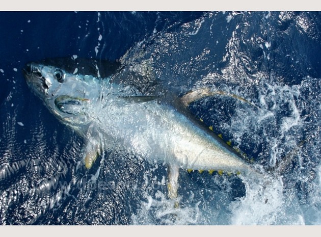  - Cavalier & Blue Marlin Sport Fishing Gran Canaria