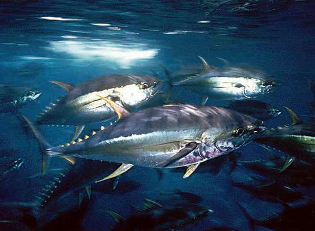 5 Grootoog en 1 Albacore Tonijn Cavalier & Blue Marlin Sport Fishing Gran Canaria